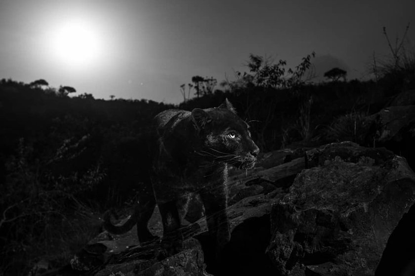 Leopardo negro africano