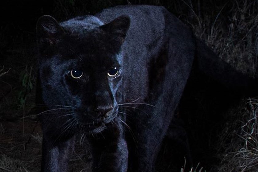 Leopardo negro africano