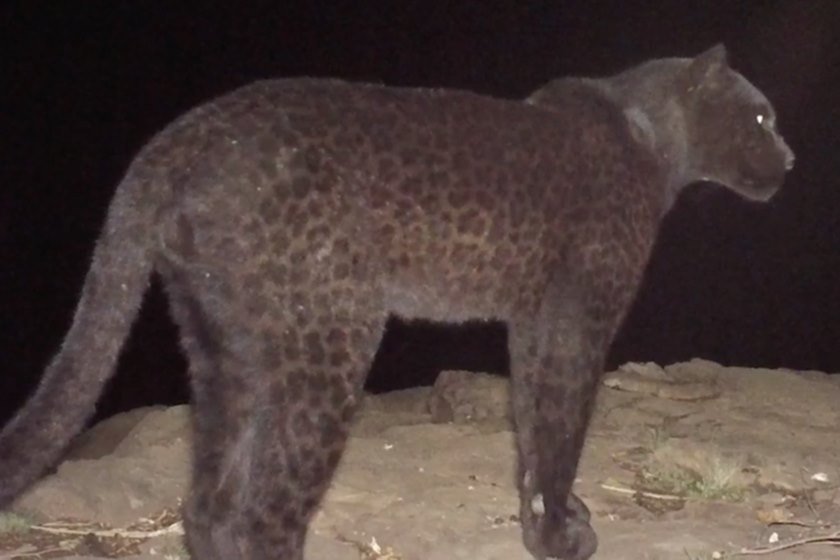 Leopardo negro africano
