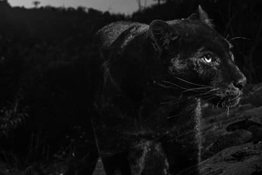 Leopardo negro africano