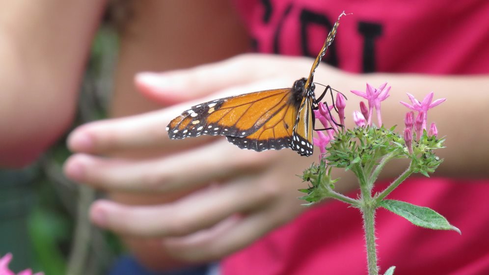 Borboleta laranja com preto