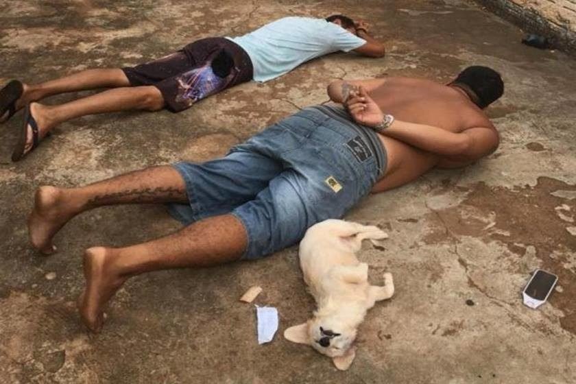 Resultado de imagem para cachorrinha se entrega