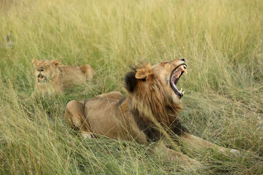Kruger National Park. Lion yawning (Panthera leo).  South Africa.