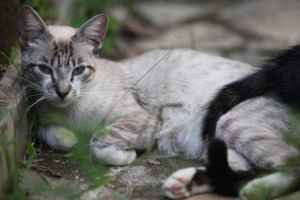 Pitbull ataca gato e causa confusão em Samambaia; veja vídeo