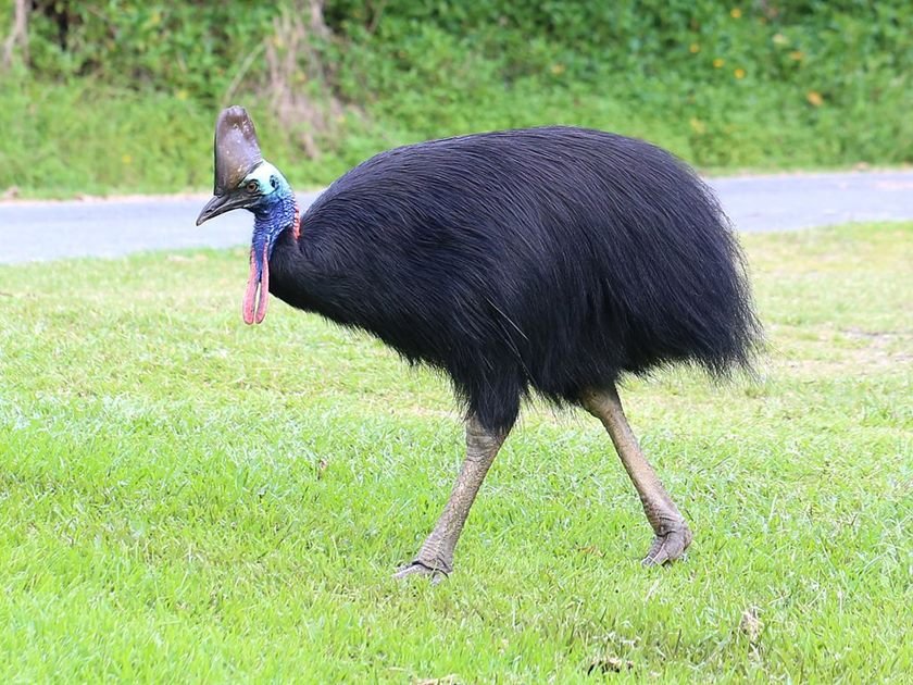 Southern_Cassowary_7071