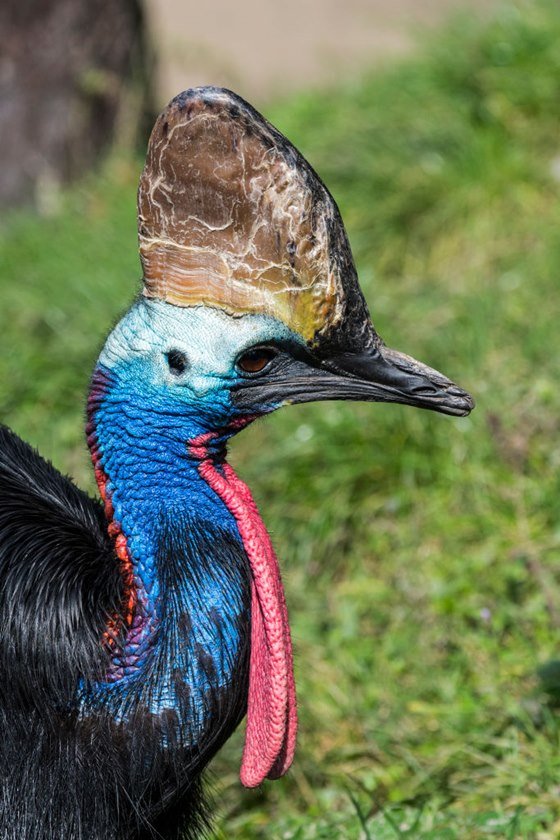 Southern cassowary.