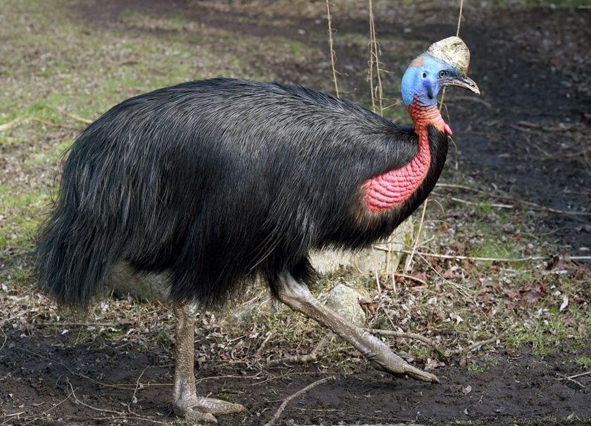 Bird park in Walsrode