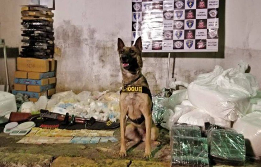 Cachorro de coleira e, ao fundo, pacotes de drogas