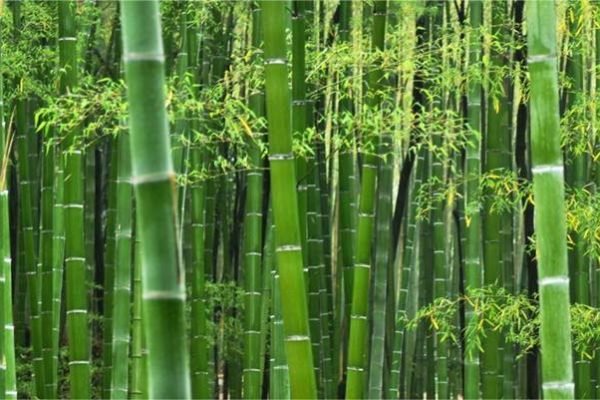 A li  o do bambu  ter paci ncia e persist ncia  a chave 