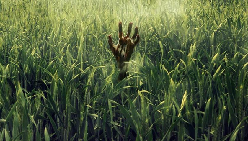in the tall grass