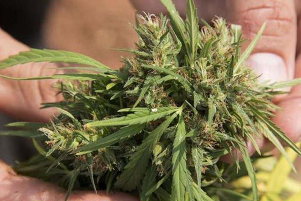 Folhas de cannabis