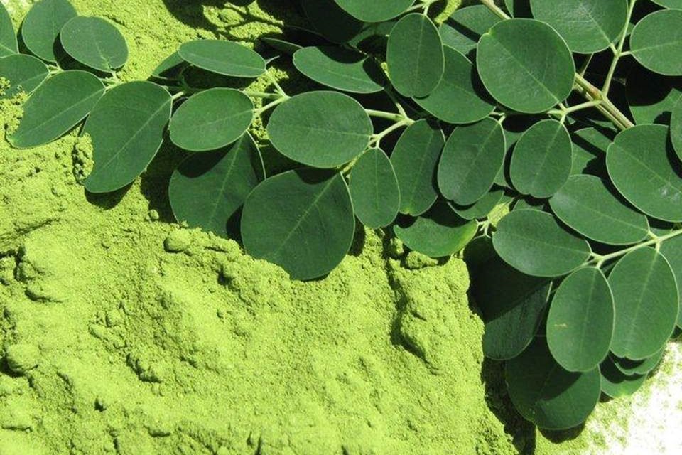 Conheca A Moringa Excelente Fonte De Muitas Vitaminas E Minerais