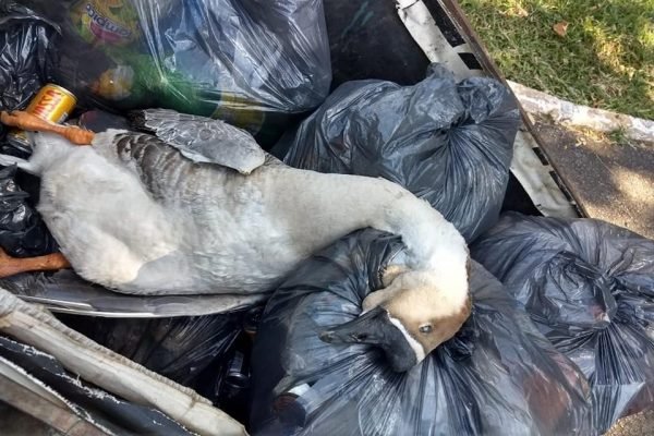 Águas Claras: patos e gansos são mortos com tiros de espingarda