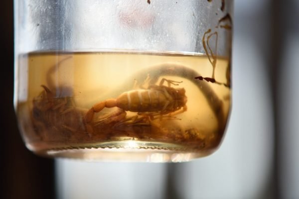 Escorpião amarelo dentre de um pote de vidro com um líquido transparente