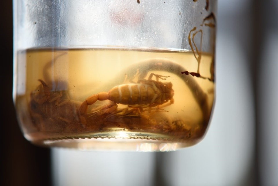 Escorpião amarelo dentre um pote de vidro com um líquido transparente