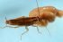 John Obermeyer/Entomologia Purdue