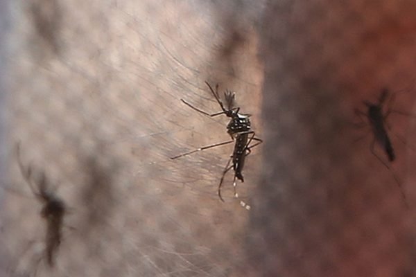 Mosquito da dengue
