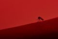 dimarik/Istock