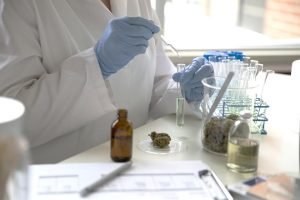 Produção de óleo de cannabis, que trata doenças raras