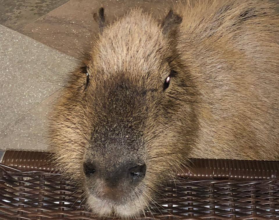 Capivara