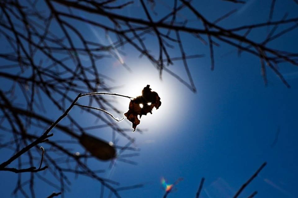 Flor sob o sol