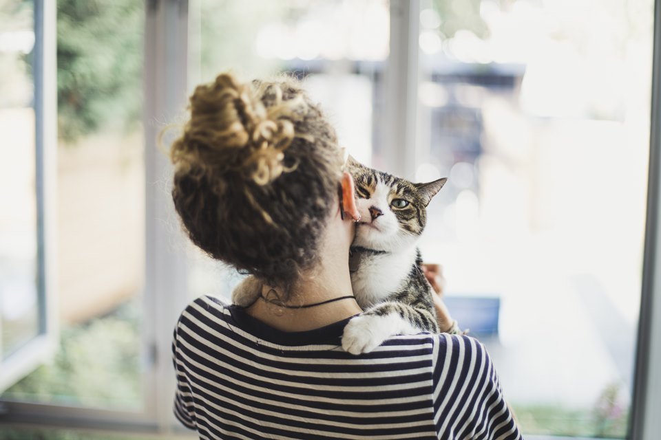 Gatos são tão afetuosos aos donos quanto os cachorros, afirma estudo