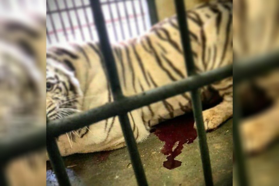 Tigre branco do zoo de Brasília, Dandy morreu por insuficiência renal