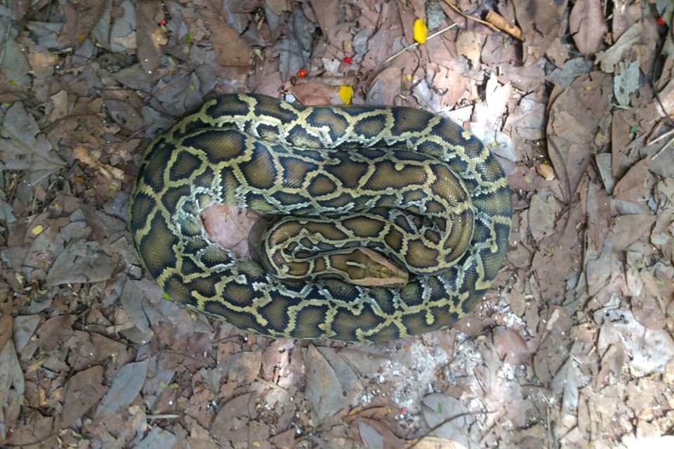 Cobra solta por engano no Parque Nacional da Tijuca é encontrada por um  cachorro e resgatada, Rio de Janeiro