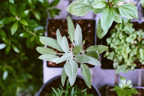 Plantas