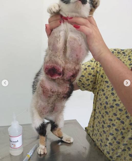 Como Vacinar Gato Para Não Engravidar Vacina anticoncepcional coloca vida de gatos e cachorros em risco
