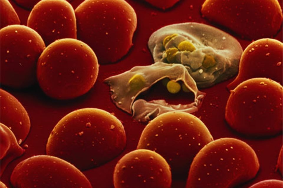 A plazmodium paraziták képei