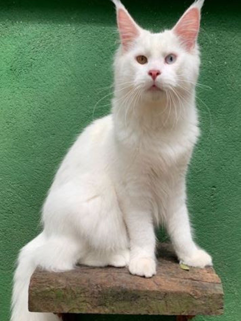 Olimpíada de gatinhos é a competição esportiva mais fofa já