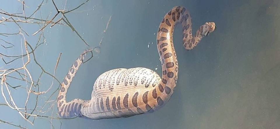 VÍDEO explica por que capivaras de Mato Grosso do Sul se acham demais