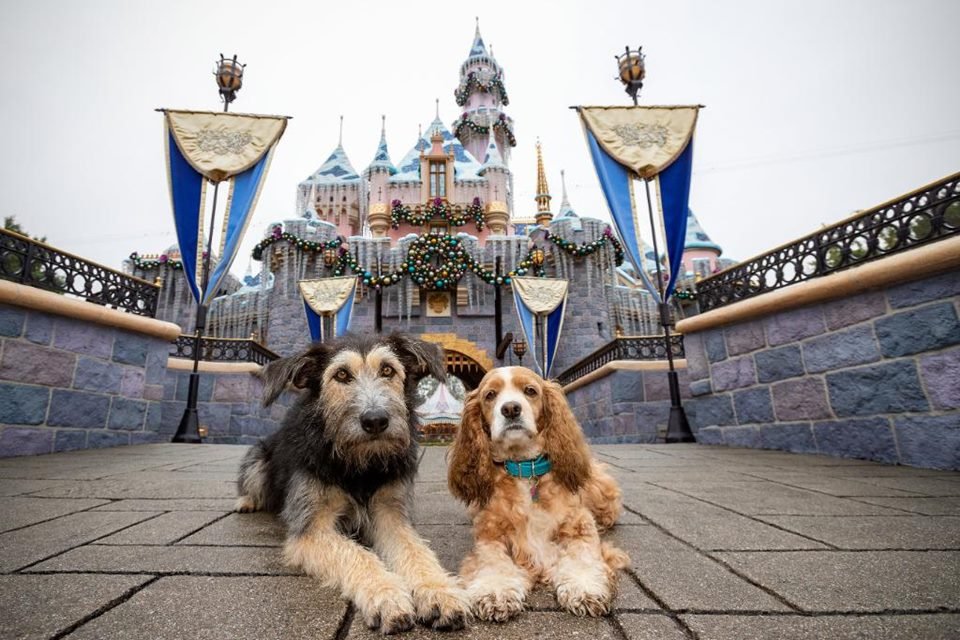 Veja os cães do live-action de 'A Dama e o Vagabundo