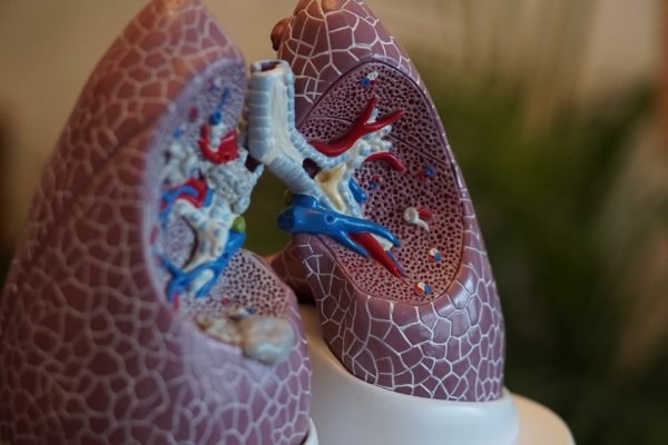 maquete de pulmão