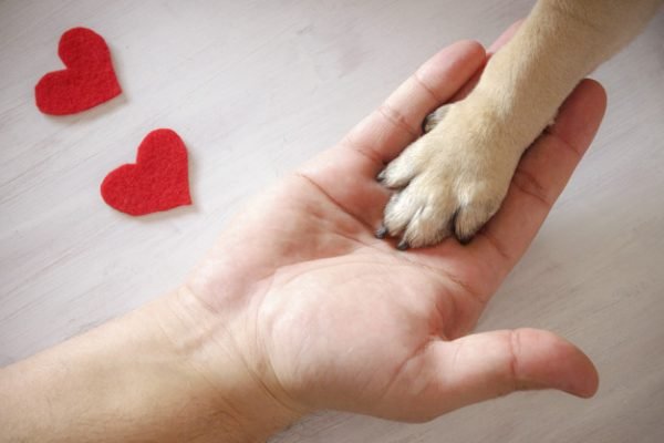 Man holds the dog’s paw with love. Red hearts on white background