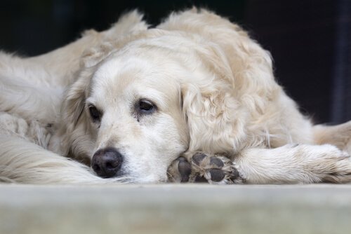 O significado de sonhar com animais