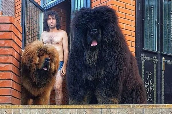 cachorro mais gigante do mundo