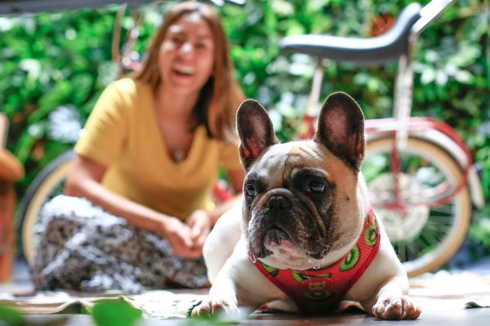 Babás de pet chegam a lucrar R 3 mil por mês em Brasília Metrópoles