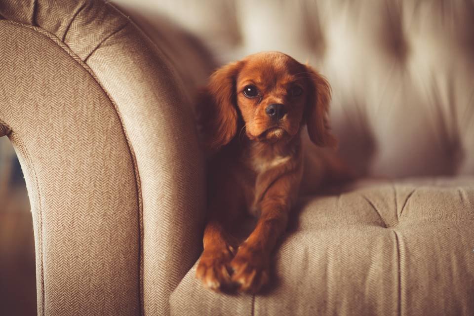 Seis dicas para tirar cheiro de cachorro do sofá | Metrópoles