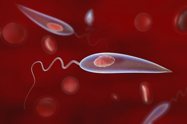 Leishmaniose, protozoário