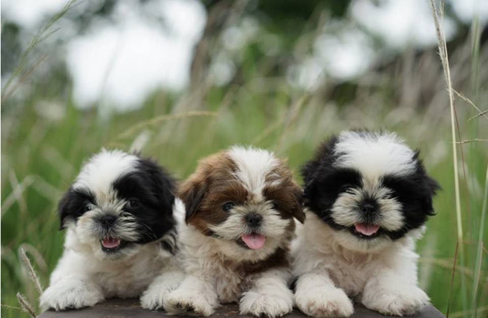 Traços De Personalidade Do Shih Tzu O Que Esperar Dessa Raça Traços De Personalidade Do Shih Tzu O