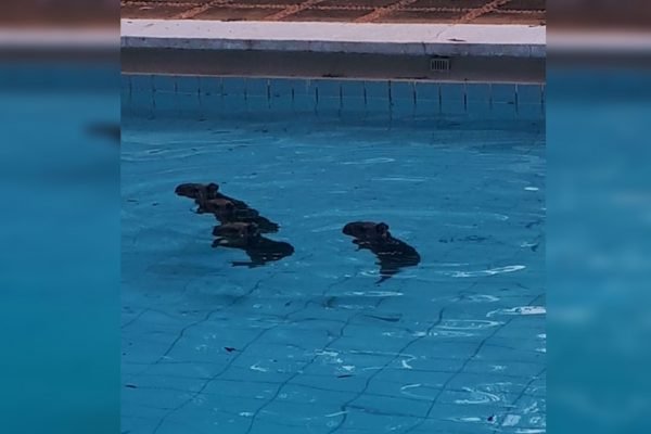 capivara-galeria-3