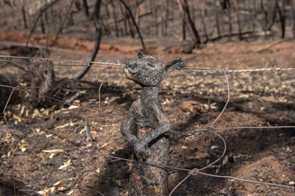 incendios-na-australia-canguru