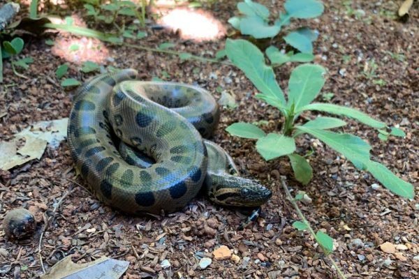Serpente foge durante tratamento no Zoológico de Brasília