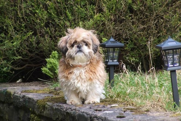 Confira a lista dos nomes mais populares de cães e gatos em 2021