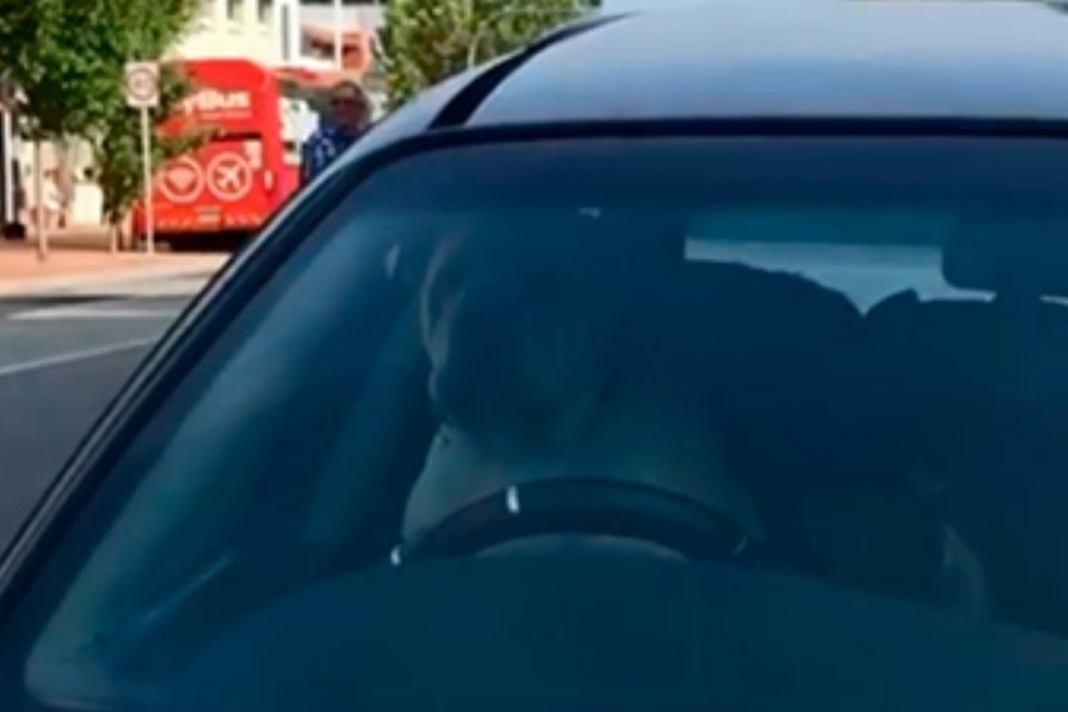 Vídeo. Cachorro fica preso em carro e buzina loucamente para sair