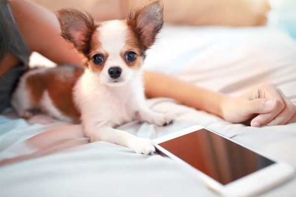 cute puppy dog with smart phone
