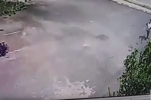 Reprodução/Vídeo