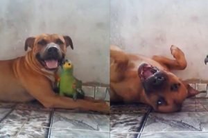 Reprodução/AmoMeuPet